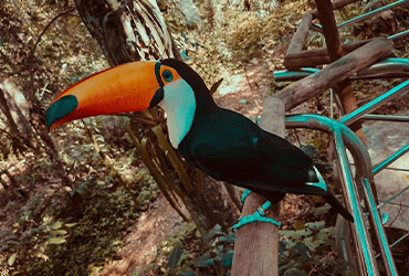 parquedelasavesimagen